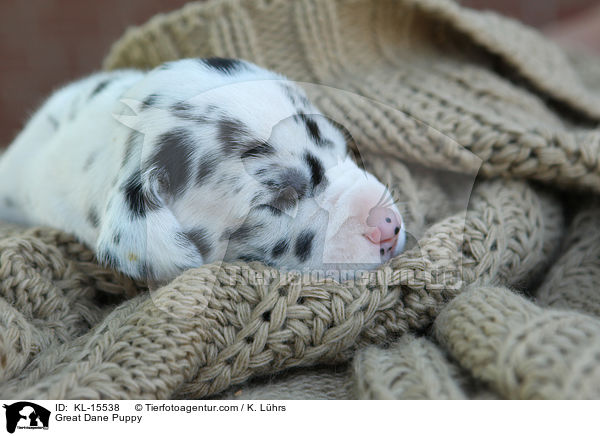 Deutsche Dogge Welpe / Great Dane Puppy / KL-15538