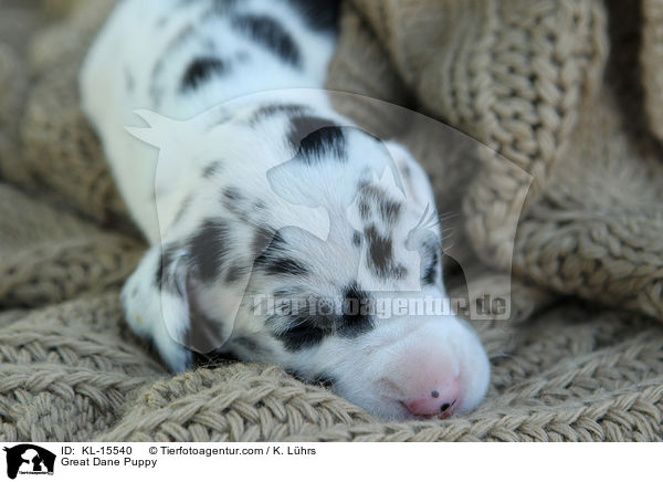 Deutsche Dogge Welpe / Great Dane Puppy / KL-15540