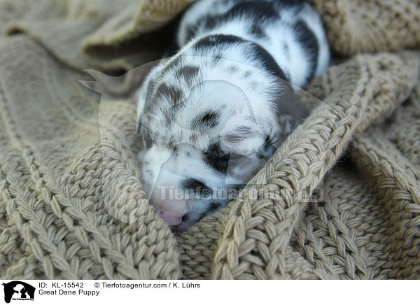 Deutsche Dogge Welpe / Great Dane Puppy / KL-15542
