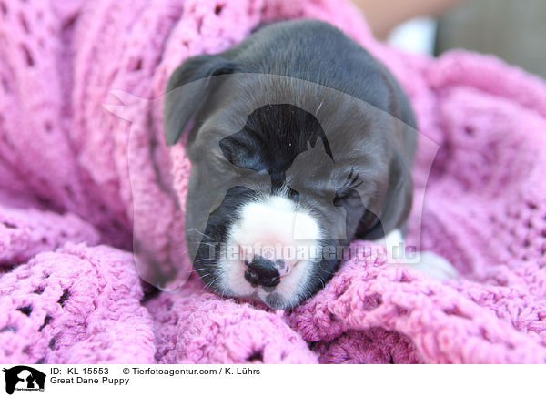 Deutsche Dogge Welpe / Great Dane Puppy / KL-15553