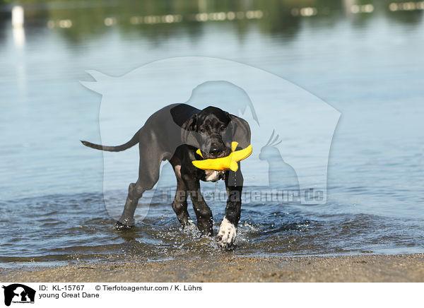 junge Deutsche Dogge / young Great Dane / KL-15767