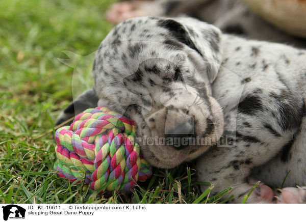 schlafender Deutsche Dogge Welpe / sleeping Great Dane Puppy / KL-16611