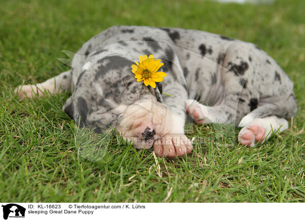 sleeping Great Dane Puppy / KL-16623