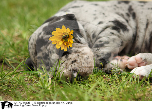 sleeping Great Dane Puppy / KL-16626