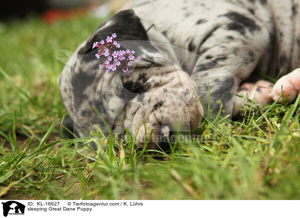 schlafender Deutsche Dogge Welpe / sleeping Great Dane Puppy / KL-16627