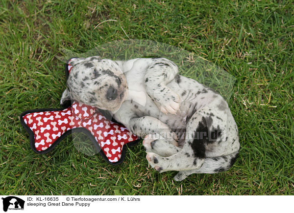 schlafender Deutsche Dogge Welpe / sleeping Great Dane Puppy / KL-16635