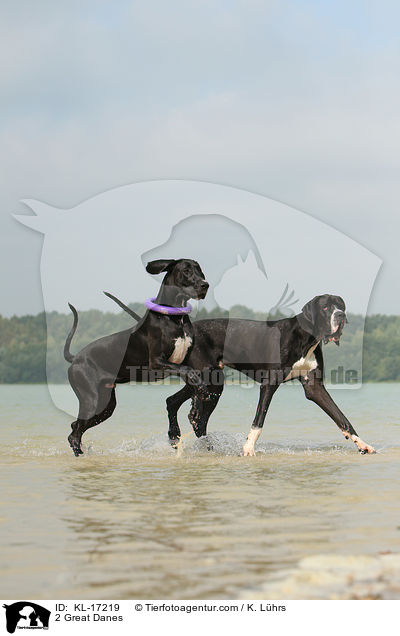 2 Deutsche Doggen / 2 Great Danes / KL-17219