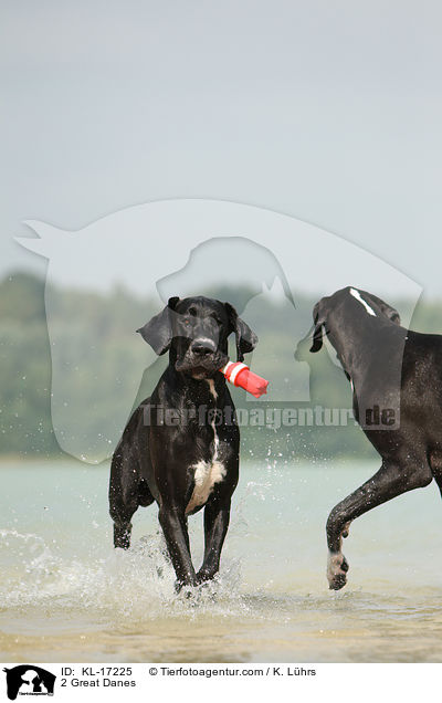 2 Deutsche Doggen / 2 Great Danes / KL-17225