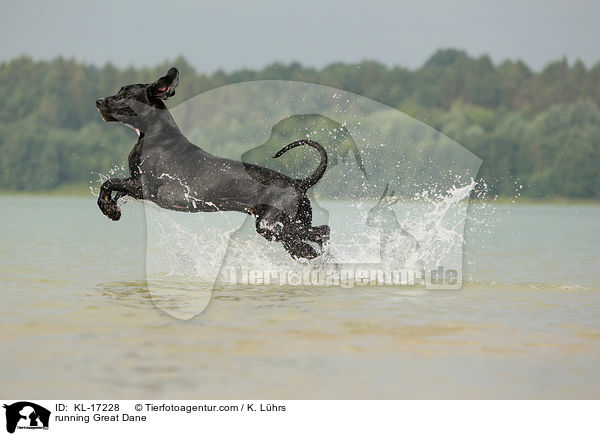 rennende Deutsche Dogge / running Great Dane / KL-17228