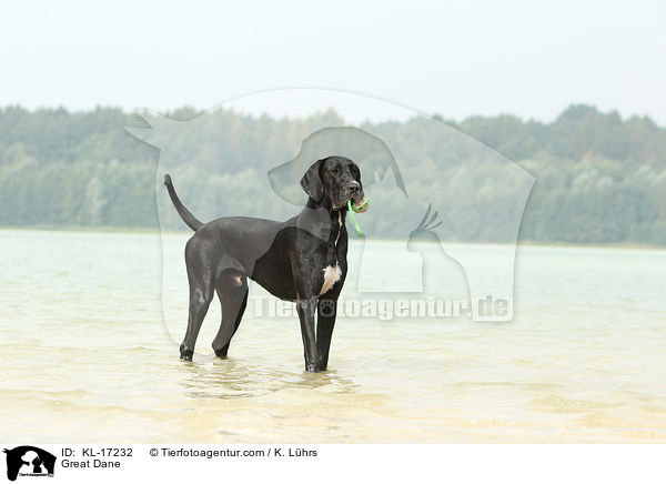 Deutsche Dogge / Great Dane / KL-17232