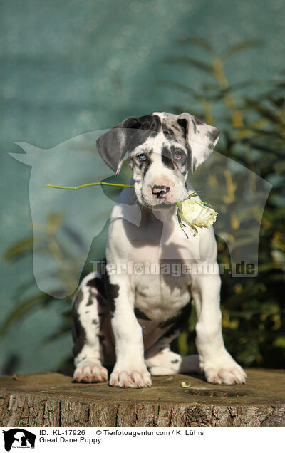 Great Dane Puppy / KL-17926