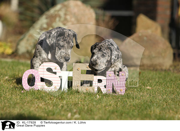 Deutsche Dogge Welpen / Great Dane Puppies / KL-17928