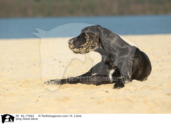 liegende Deutsche Dogge / lying Great Dane / KL-17942