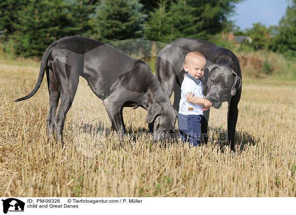 Kind und Deutsche Doggen / child and Great Danes / PM-06326