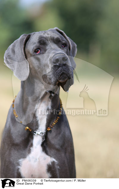 Deutsche Dogge Portrait / Great Dane Portrait / PM-06339