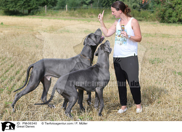 Deutsche Doggen / Great Danes / PM-06340