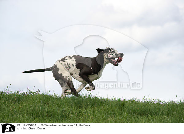 rennende Deutsche Dogge / running Great Dane / JH-25831