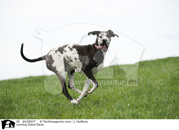 rennende Deutsche Dogge / running Great Dane / JH-25837