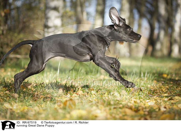 running Great Dane Puppy / RR-97519