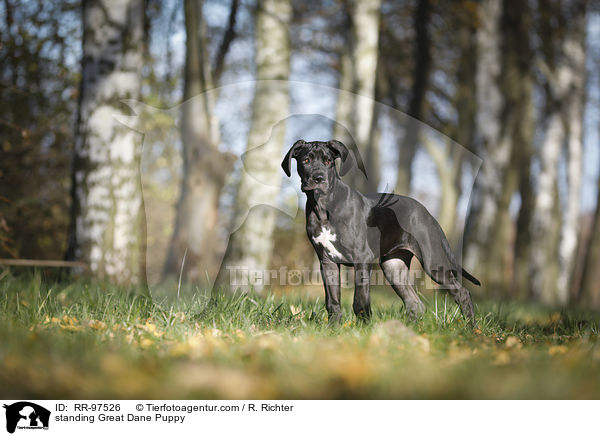 standing Great Dane Puppy / RR-97526