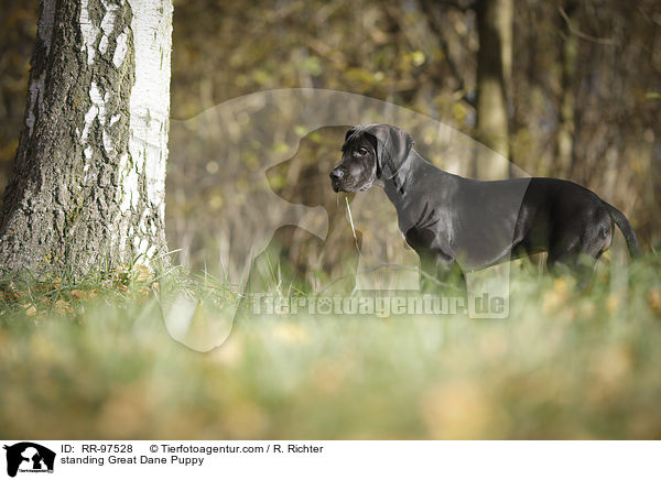 standing Great Dane Puppy / RR-97528
