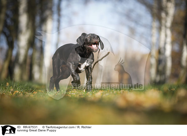 rennender Dogge Welpe / running Great Dane Puppy / RR-97531
