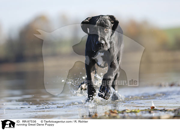 running Great Dane Puppy / RR-97536