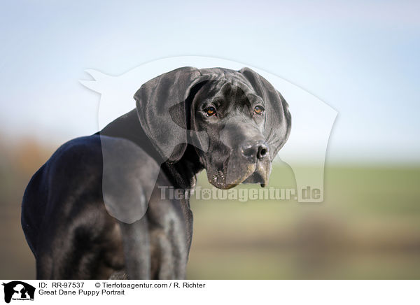 Great Dane Puppy Portrait / RR-97537