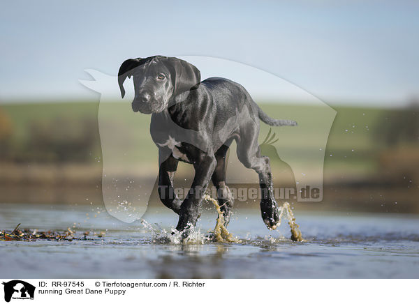 rennender Dogge Welpe / running Great Dane Puppy / RR-97545