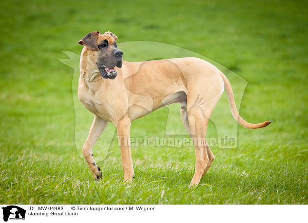 stehende Deutsche Dogge / standing Great Dane / MW-04983