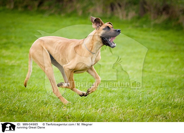 rennende Deutsche Dogge / running Great Dane / MW-04985