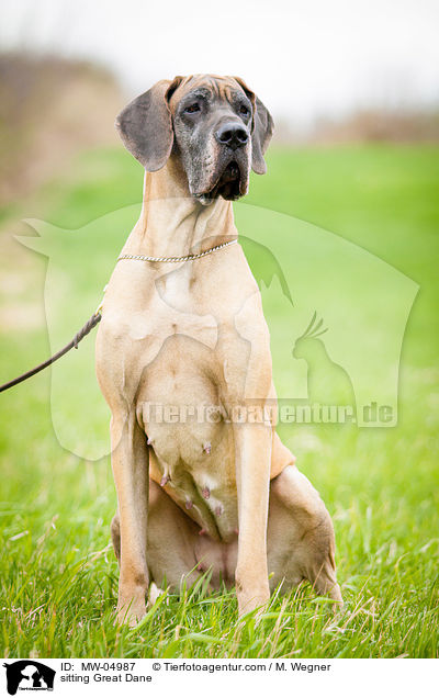 sitzende Deutsche Dogge / sitting Great Dane / MW-04987