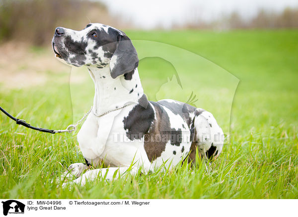 liegende Deutsche Dogge / lying Great Dane / MW-04996
