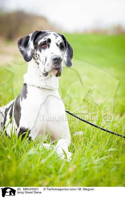liegende Deutsche Dogge / lying Great Dane / MW-05001