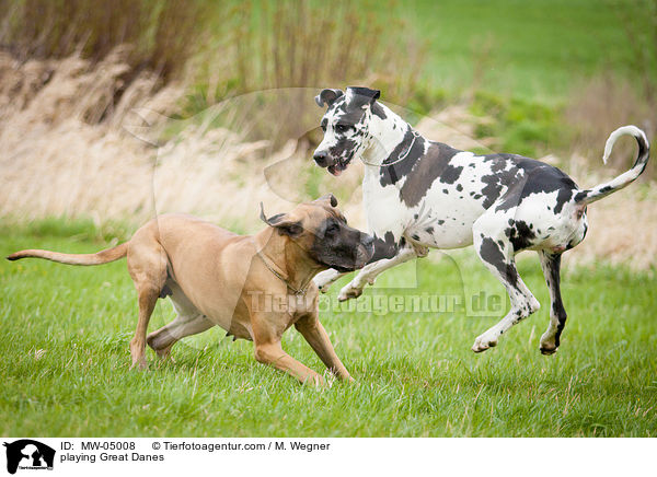 spielende Deutsche Doggen / playing Great Danes / MW-05008