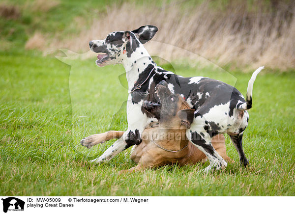 spielende Deutsche Doggen / playing Great Danes / MW-05009