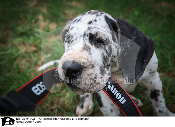 Deutsche Dogge Welpe / Great Dane Puppy / LB-01102