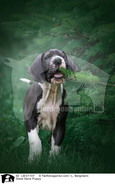 Deutsche Dogge Welpe / Great Dane Puppy / LB-01107