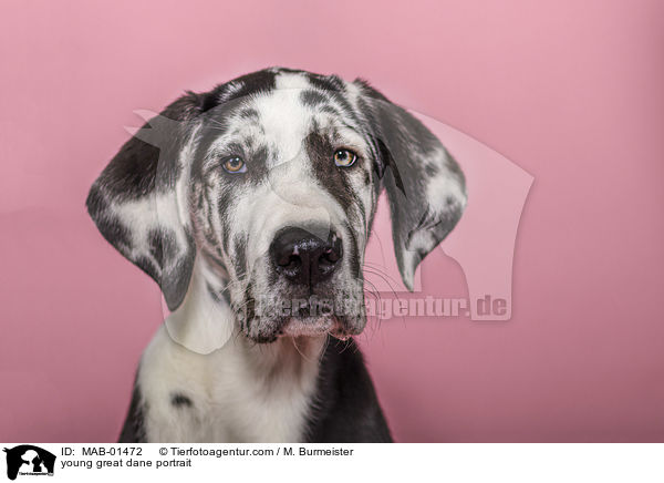 young great dane portrait / MAB-01472