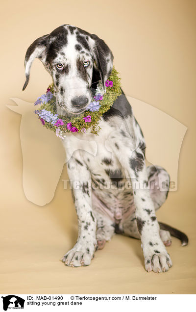 sitting young great dane / MAB-01490