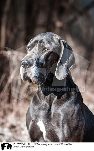 Deutsche Dogge Portrait / Great Dane portrait / WDV-01129