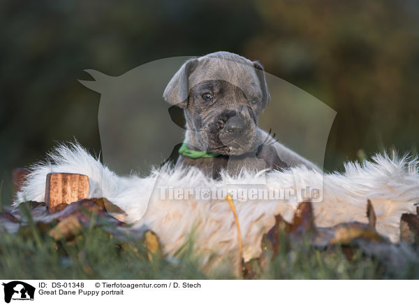 Deutsche Dogge Welpe Portrait / Great Dane Puppy portrait / DS-01348