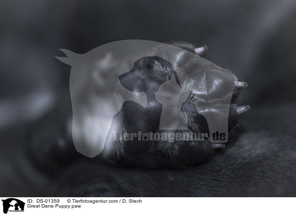 Deutsche Dogge Welpe Pfote / Great Dane Puppy paw / DS-01359