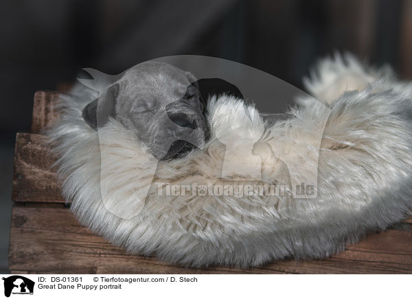 Deutsche Dogge Welpe Portrait / Great Dane Puppy portrait / DS-01361