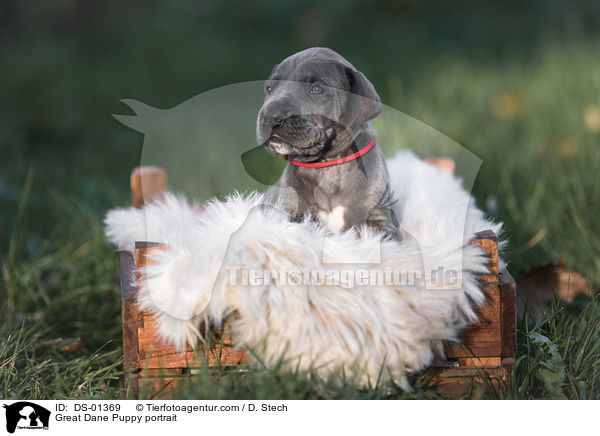 Deutsche Dogge Welpe Portrait / Great Dane Puppy portrait / DS-01369