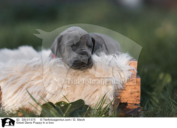 Deutsche Dogge Welpe in einer Kiste / Great Dane Puppy in a box / DS-01375