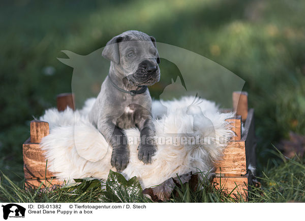 Deutsche Dogge Welpe in einer Kiste / Great Dane Puppy in a box / DS-01382