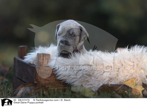 Deutsche Dogge Welpe Portrait / Great Dane Puppy portrait / DS-01415