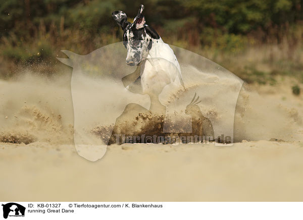 rennende Deutsche Dogge / running Great Dane / KB-01327