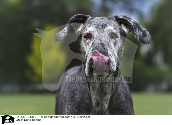 Deutsche Dogge Portrait / Great Dane portrait / DST-01399